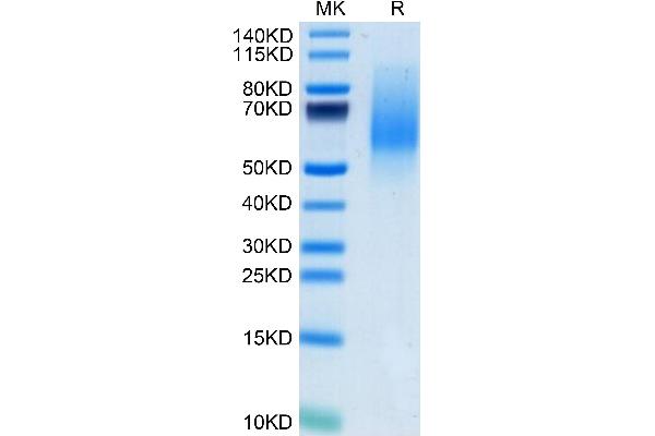 MANSC1 Protein (AA 25-369) (His tag)