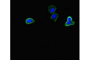 Immunofluorescent analysis of HepG2 cells using ABIN7162899 at dilution of 1:100 and Alexa Fluor 488-congugated AffiniPure Goat Anti-Rabbit IgG(H+L) (PLIN5 抗体  (AA 305-453))