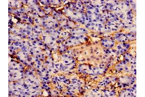 Immunocytochemistry analysis of human pancreatic tissue using ABIN7156203 at dilution of 1:100 (Indian Hedgehog 抗体  (AA 203-411))