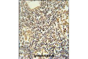 TMUB1 antibody immunohistochemistry analysis in formalin fixed and paraffin embedded human lymph tissue followed by peroxidase conjugation of the secondary antibody and DAB staining. (TMUB1 抗体  (AA 112-141))
