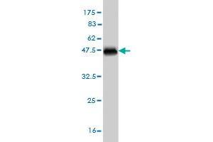 Western Blot detection against Immunogen (36. (SRPK1 抗体  (AA 371-470))