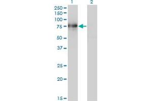 Western Blot analysis of BMP2K expression in transfected 293T cell line by BMP2K monoclonal antibody (M02), clone 1F11. (BMP2K 抗体  (AA 540-650))