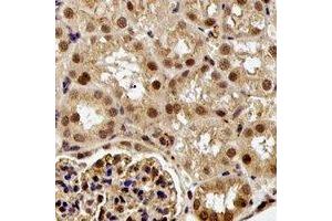Immunohistochemical analysis of ESE-1 staining in rat kidney formalin fixed paraffin embedded tissue section. (ELF3 抗体)