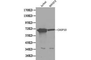 Western Blotting (WB) image for anti-Caspase 10, Apoptosis-Related Cysteine Peptidase (CASP10) antibody (ABIN1871454) (Caspase 10 抗体)