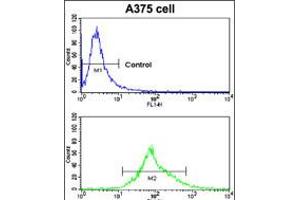 Flow cytometric analysis of A375 cells using CA14 Antibody (bottom histogram) compared to a negative control cell (top histogram). (CA14 抗体  (N-Term))