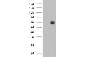 Western Blotting (WB) image for anti-Poliovirus Receptor-Related 1 (Herpesvirus Entry Mediator C) (PVRL1) antibody (ABIN1499677) (PVRL1 抗体)