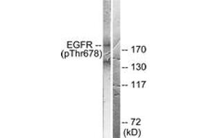 Western blot analysis of extracts from COS7 cells treated with EGF 200ng/ml 30', using EGFR (Phospho-Thr678) Antibody. (EGFR 抗体  (pThr678))