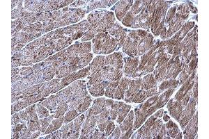 IHC-P Image TrxR1 antibody [N1N3] detects TrxR1 protein at cytoplasm on mouse heart by immunohistochemical analysis. (TXNRD1 抗体)