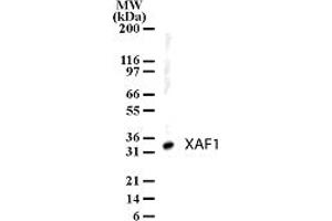 Image no. 1 for anti-XiAP Associated Factor 1 (XAF1) (AA 201-218) antibody (ABIN208913) (XAF1 抗体  (AA 201-218))