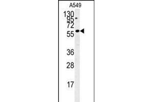 C12orf48 Antibody (C-term) (ABIN654041 and ABIN2843950) western blot analysis in A549 cell line lysates (35 μg/lane). (PARPBP 抗体  (C-Term))