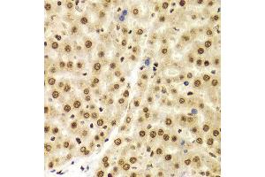 Immunohistochemistry (IHC) image for anti-Histone 3 (H3) (C-Term) antibody (ABIN3023243)