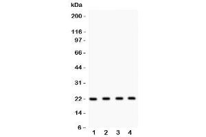 Western blot testing of Securin antibody and Lane 1:  HeLa (PTTG1 抗体  (AA 146-161))