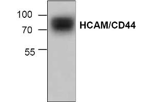 Image no. 1 for anti-CD44 (CD44) antibody (ABIN155127) (CD44 抗体)