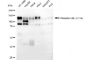 anti-Cas-Br-M (Murine) Ecotropic Retroviral Transforming Sequence (CBL) (pTyr774) antibody