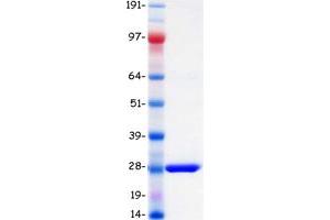 Validation with Western Blot