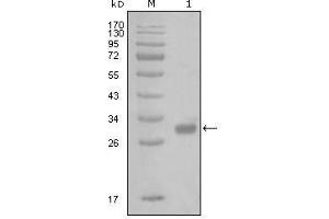 Western Blot showing PAR1 antibody used against truncated GST-PAR1 recombinant protein (1). (PAR1 抗体)