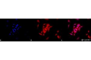 Immunocytochemistry/Immunofluorescence analysis using Rat Anti-GRP94 Monoclonal Antibody, Clone 9G10 . (GRP94 抗体  (APC))