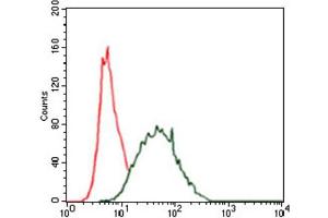Immunofluorescence analysis of HeLa cells using CK5 antibody (green). (Cytokeratin 5 抗体)