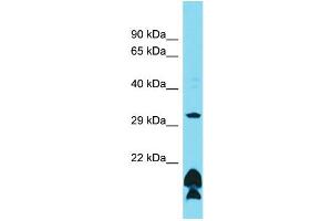 Western Blotting (WB) image for anti-Olfactory Receptor, Family 51, Subfamily B, Member 5 (OR51B5) (C-Term) antibody (ABIN2791374)