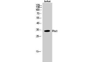 Western Blotting (WB) image for anti-Paired-Like Homeodomain 1 (PITX1) (Internal Region) antibody (ABIN3176906) (PITX1 抗体  (Internal Region))