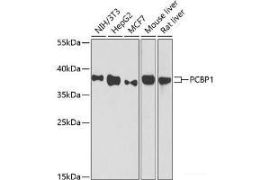 Western blot analysis of extracts of various cell lines using PCBP1 Polyclonal Antibody at dilution of 1:1000. (PCBP1 抗体)