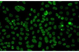 Immunofluorescence analysis of A549 cells using PLCXD2 Polyclonal Antibody (PLCXD2 抗体)