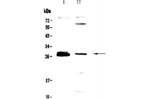 Western blot analysis of TWEAK using anti-TWEAK antibody . (TWEAK 抗体  (AA 94-249))