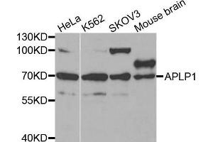 Western blot analysis of extracts of various cell lines, using APLP1 antibody. (APLP1 抗体  (AA 39-300))
