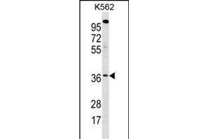 WBSCR22 Antibody (C-term) (ABIN1881998 and ABIN2839086) western blot analysis in K562 cell line lysates (35 μg/lane). (WBSCR22 抗体  (C-Term))