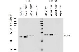 Western blotting analysis of human SCIMP using mouse monoclonal antibody NVL-07 on lysates of human SCIMP transfectants under reducing and non-reducing conditions. (SCIMP 抗体)