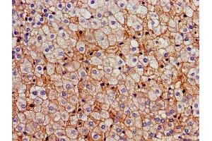 Immunohistochemistry of paraffin-embedded human adrenal gland tissue using ABIN7170659 at dilution of 1:100 (FDFT1 抗体  (AA 2-417))
