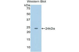 Western Blotting (WB) image for anti-Tumor Necrosis Factor (Ligand) Superfamily, Member 12 (TNFSF12) (AA 65-247) antibody (ABIN1176219) (TWEAK 抗体  (AA 65-247))