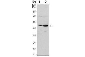 Western Blot showing CD86 antibody used against L1210 (1) and MOLT-4 (2) cell lysate. (CD86 抗体)