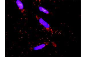 Proximity Ligation Analysis of protein-protein interactions between MAPK3 and DUSP9. (DUSP9 抗体  (AA 174-278))