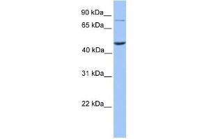 ZBTB6 antibody used at 0. (ZBTB6 抗体  (N-Term))