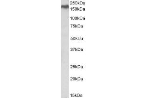 ABIN1590132 (0. (NPC1 抗体  (Internal Region))