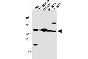 Western Blotting (WB) image for anti-Follistatin-Like 1 (FSTL1) (AA 280-308), (C-Term) antibody (ABIN654491)