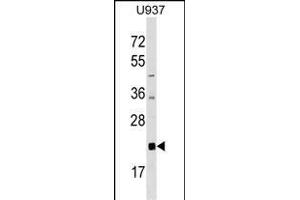 AKIRIN2 Antibody (C-term) (ABIN1536792 and ABIN2848806) western blot analysis in  cell line lysates (35 μg/lane). (AKIRIN2 抗体  (C-Term))