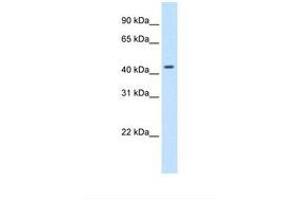 Image no. 1 for anti-Small Nuclear RNA Activating Complex, Polypeptide 1, 43kDa (SNAPC1) (AA 297-346) antibody (ABIN324453)