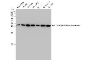 WB Image Triosephosphate isomerase antibody detects Triosephosphate isomerase protein by western blot analysis. (TPI1 抗体  (C-Term))