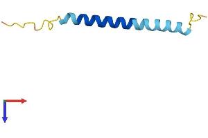 AlphaFold protein structure predicition of Human Recombinant SMIM3 Protein, UniprotID Q9BZL3