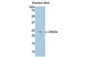 Western Blotting (WB) image for anti-Cathepsin B (CTSB) (AA 129-333) antibody (ABIN1858541) (Cathepsin B 抗体  (AA 129-333))