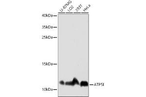 Western blot analysis of extracts of various cell lines, using I antibody (ABIN7265720) at 1:3000 dilution.