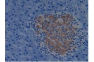 Detection of PDCD6IP in Mouse Pancreas Tissue using Polyclonal Antibody to Programmed Cell Death Protein 6 Interacting Protein (PDCD6IP)