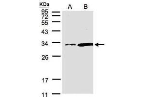 WB Image Sample(30 μg of whole cell lysate) A:Hep G2, B:MOLT4, 12% SDS PAGE antibody diluted at 1:1500 (PITPNA 抗体  (C-Term))