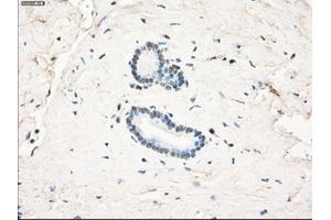 Immunohistochemical staining of paraffin-embedded pancreas tissue using anti-LTA4H mouse monoclonal antibody. (LTA4H 抗体)