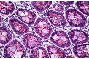 Rat Colon: Formalin-Fixed, Paraffin-Embedded (FFPE) (CLDN8 抗体  (C-Term))
