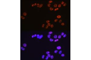 Immunofluorescence (IF) image for anti-Minichromosome Maintenance Complex Component 3 (MCM3) antibody (ABIN7268540)