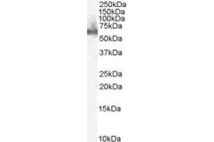 Image no. 1 for anti-Docking Protein 3 (DOK3) (C-Term) antibody (ABIN374125) (DOK3 抗体  (C-Term))