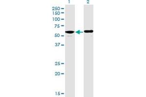 Western Blot analysis of PPP2R5D expression in transfected 293T cell line by PPP2R5D monoclonal antibody (M01), clone 4E12. (PPP2R5D 抗体  (AA 1-602))
